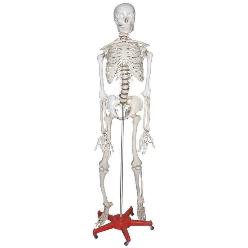 Life Size Human Skeleton Model
