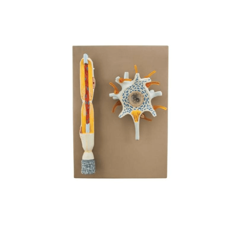 Neuron
