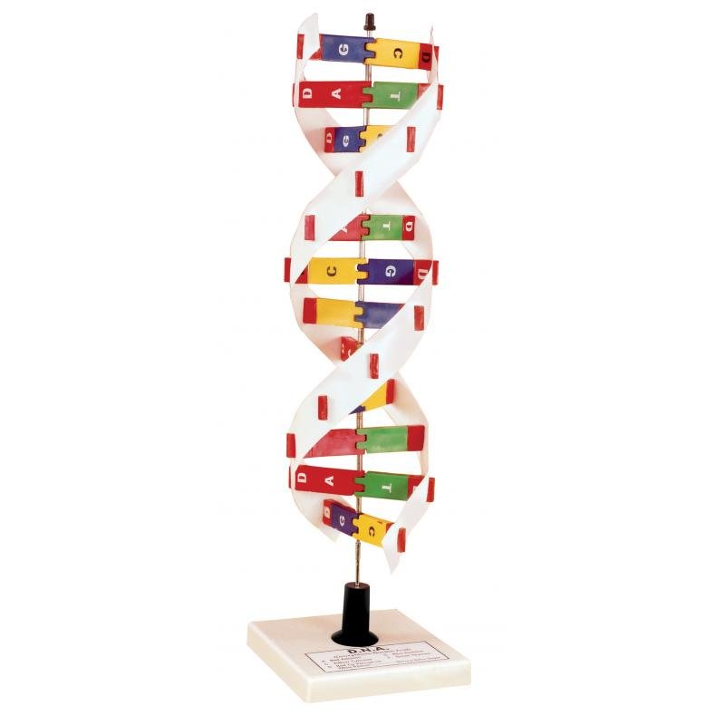DNA Molecular Model Kit | Build DNA & Explore Genetics