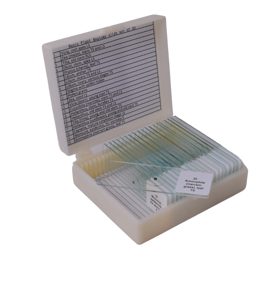 Basic Plant Anatomy slide set of 20