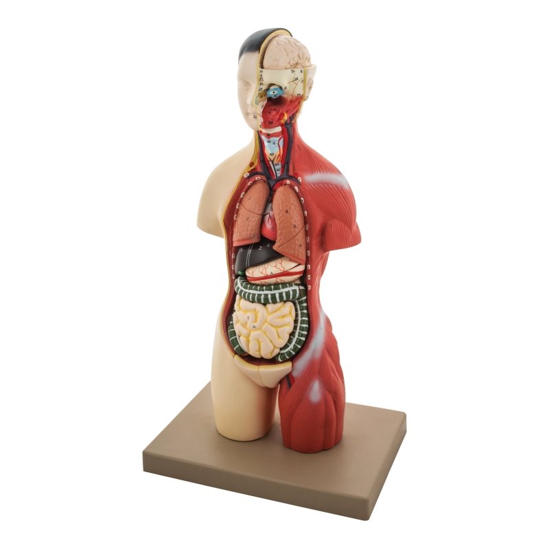 Torso Half Size with Head - 16 Parts
