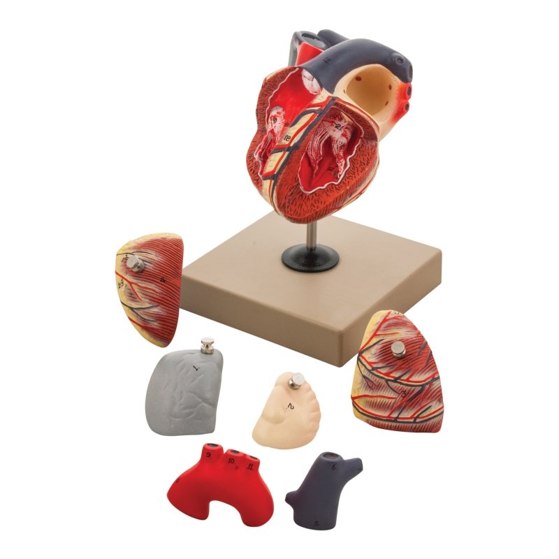 Life-Size Human Heart Model, 7 Parts