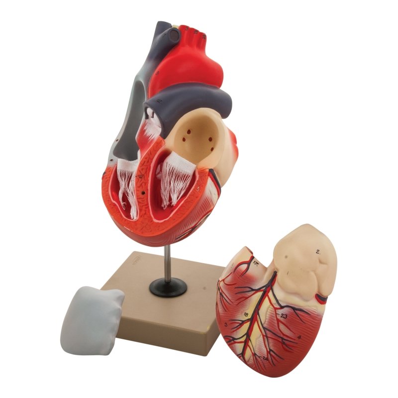 Life-Size Human Heart Model, 3 Parts, 2x