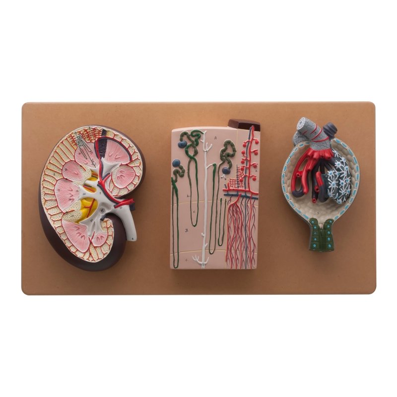 Life-Size Human Kidney Model, 3 Sections