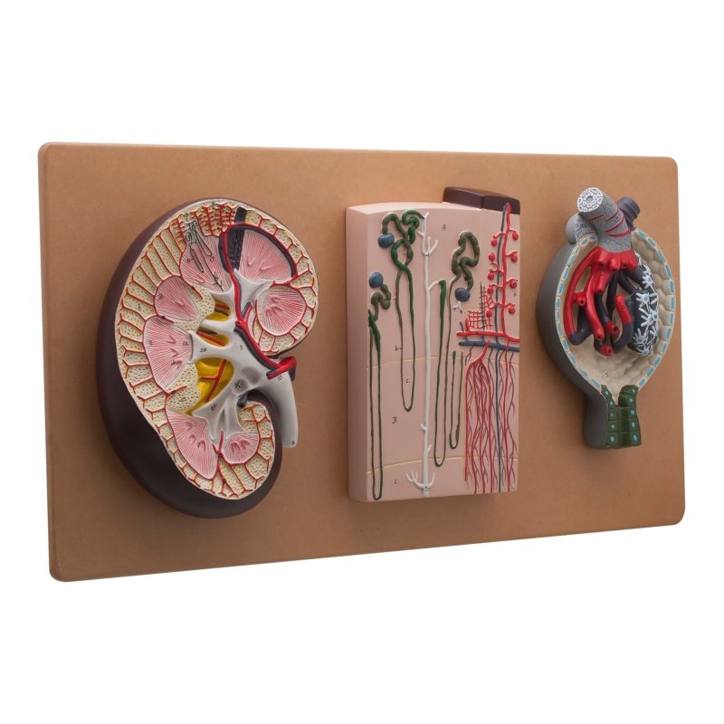 Life-Size Human Kidney Model, 3 Sections