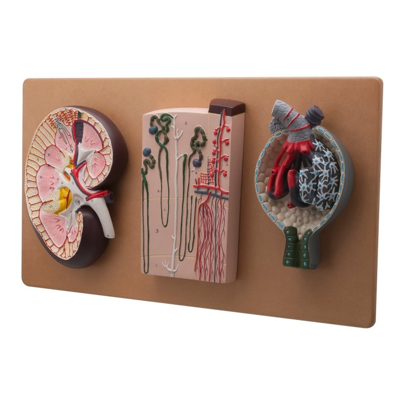 Life-Size Human Kidney Model, 3 Sections