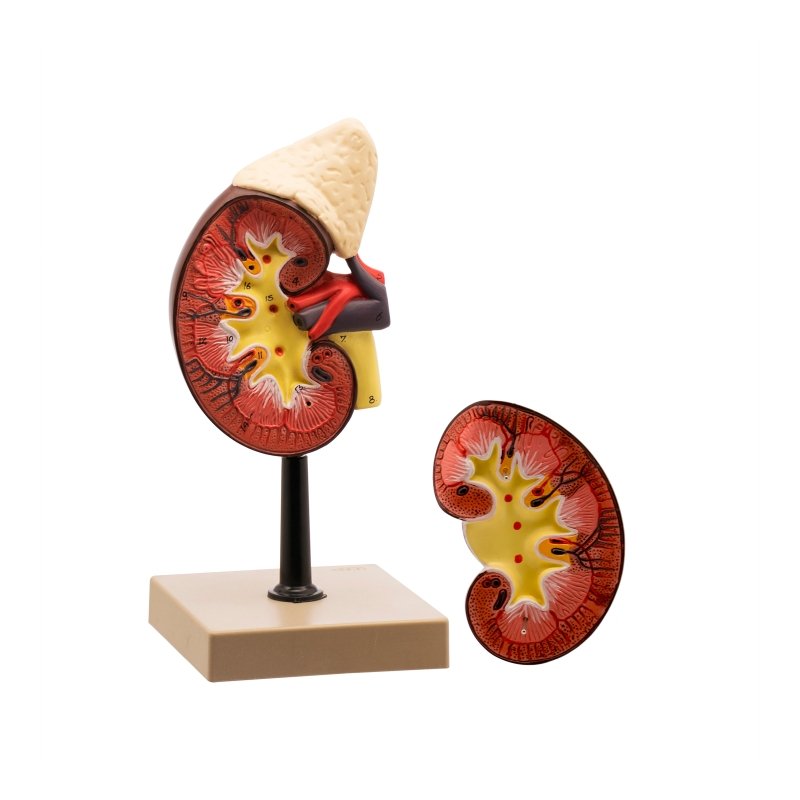 Life-Size Human Kidney with Adrenal Gland Model, 2 Parts