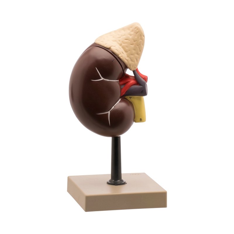 Life-Size Human Kidney with Adrenal Gland Model, 2 Parts