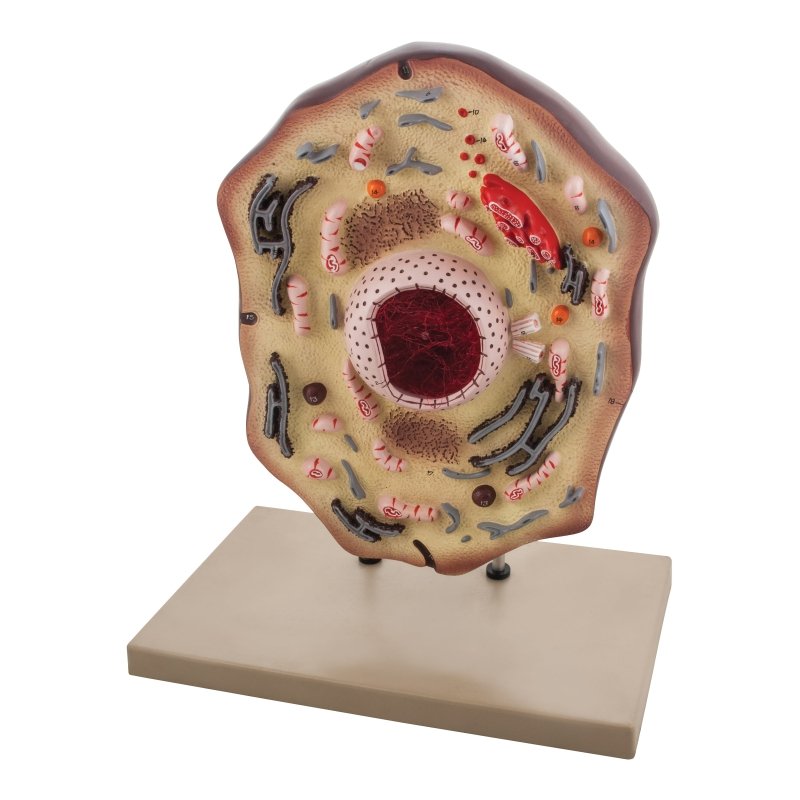 Animal Cell