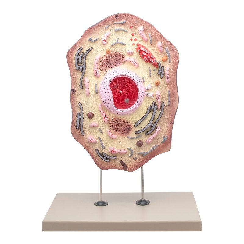 Animal Cell