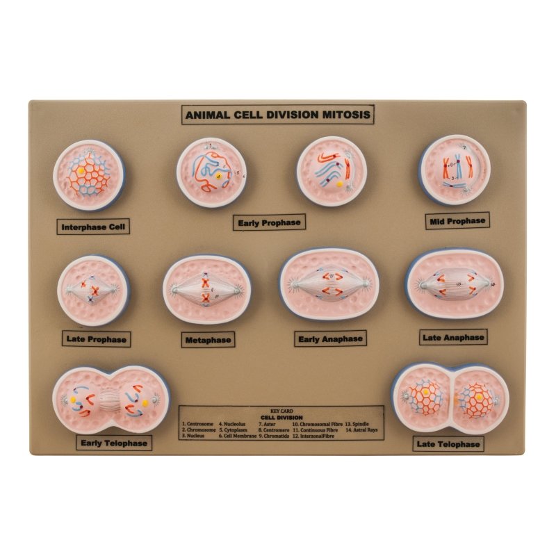 Model Animal Cell Division Mitosis - Mini
