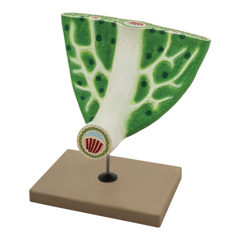 Leaf Anatomy