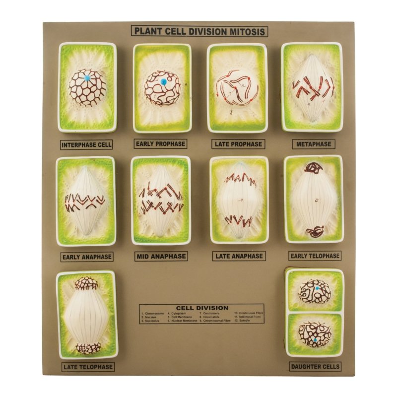 Plant Mitosis Model - Three-Dimensional - Mounted