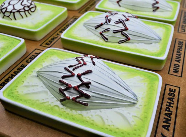 Plant Mitosis Model - Three-Dimensional - Mounted