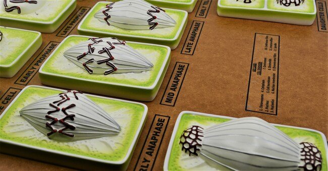 Plant Mitosis Model - Three-Dimensional - Mounted
