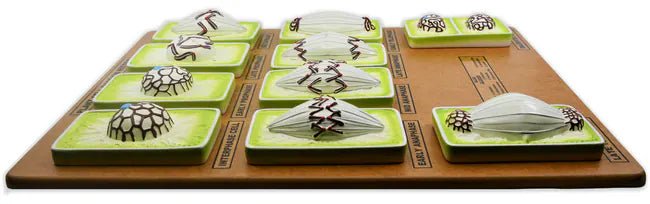 Plant Mitosis Model - Three-Dimensional - Mounted