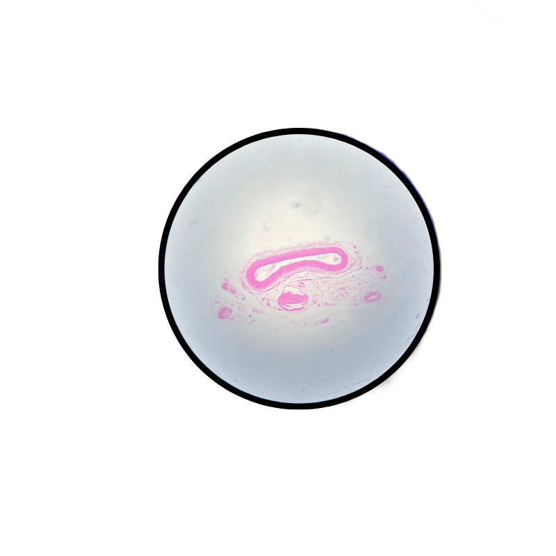 Prepared Microscope Slide - Transverse Section of Artery (individually packed),1 pc