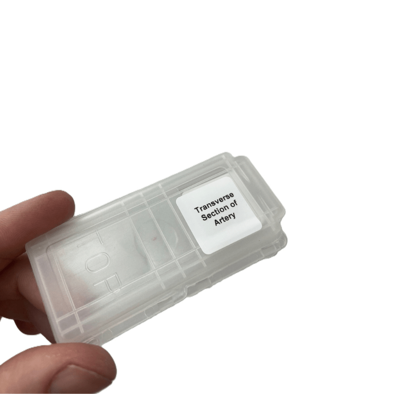 Prepared Microscope Slide - Transverse Section of Artery (individually packed),1 pc
