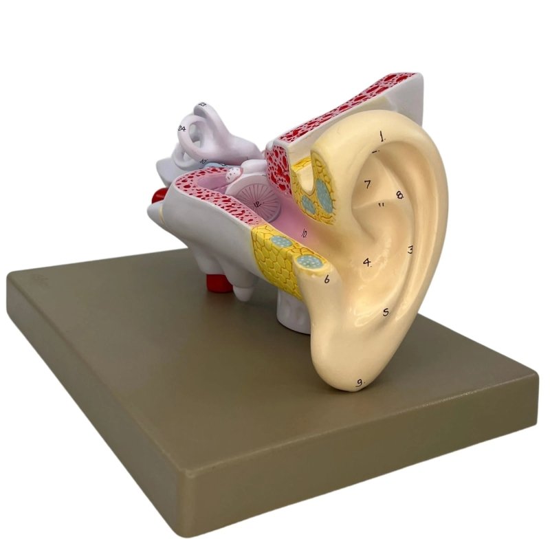 Human Ear Enlarged 3 Times