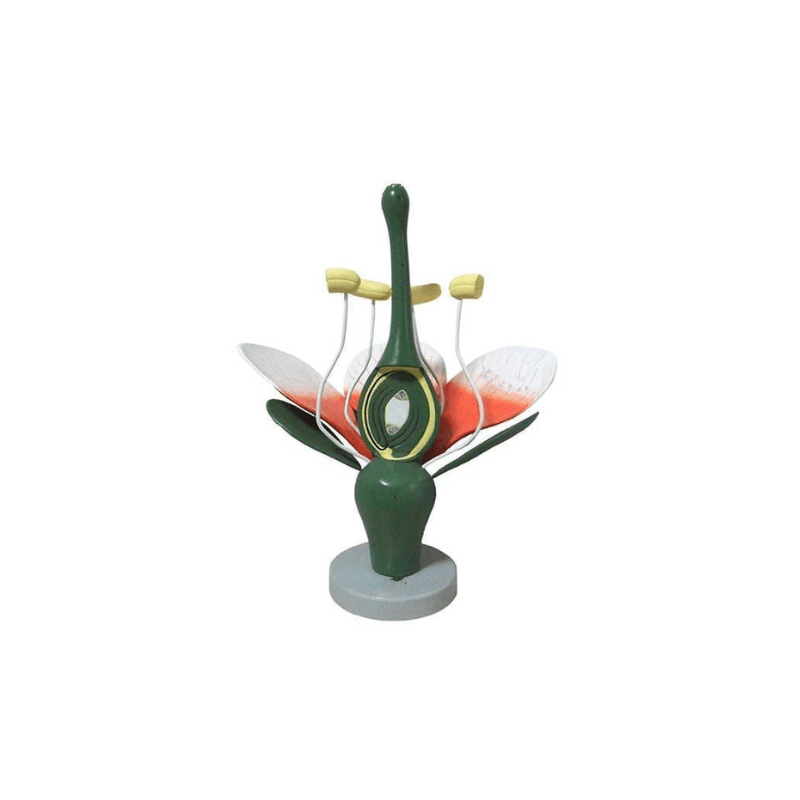 Model: Typical Flower (Large size on Base)