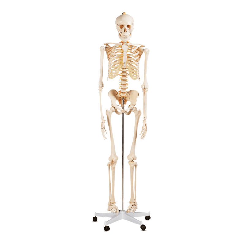 Life-Size Skeleton 180CM Tall