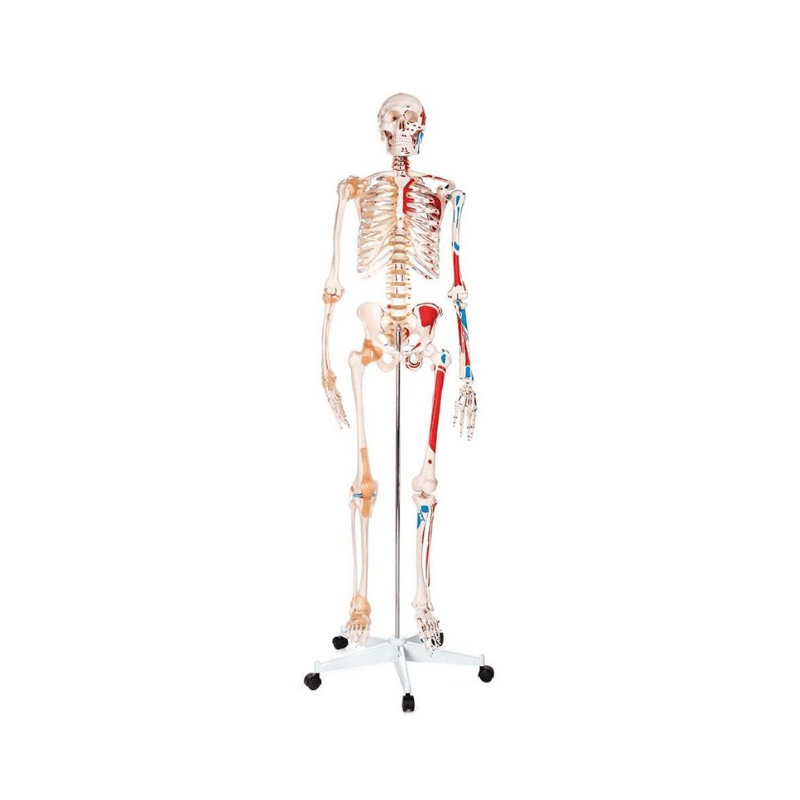 Skeleton Life-Size - Showing Muscles and Ligaments.