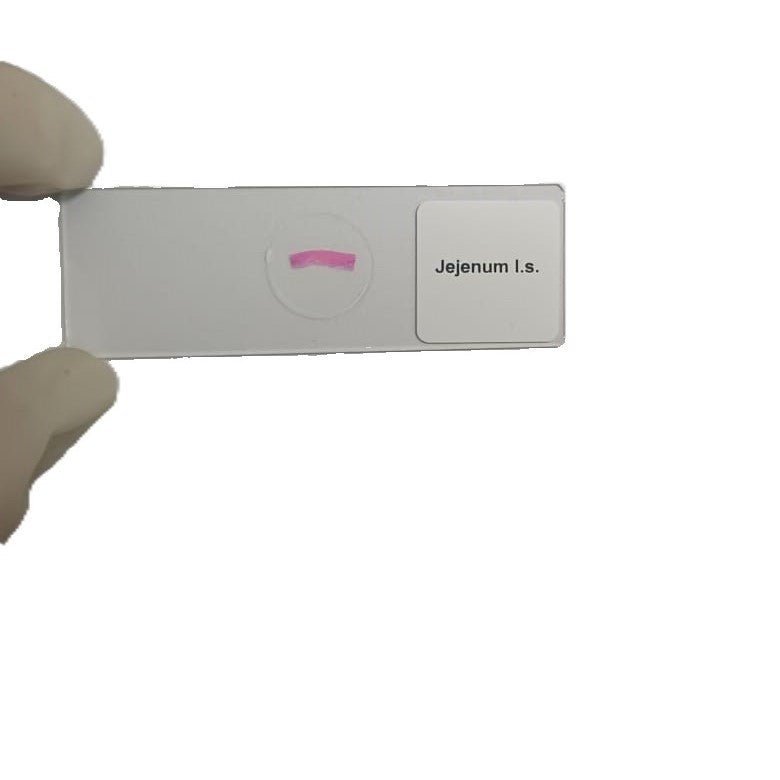 Microscope Slide - Jejenum l.s. Individually packed in PP slide mailer