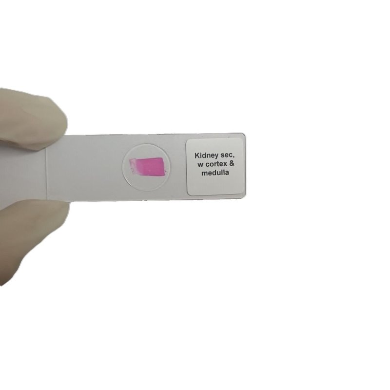 Microscope Slide - Kidney sec, w cortex and medulla Individually packed in PP slide mailer