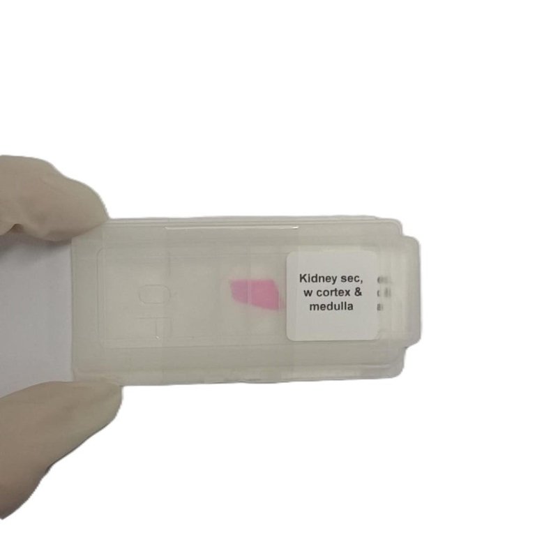 Microscope Slide - Kidney sec, w cortex and medulla Individually packed in PP slide mailer