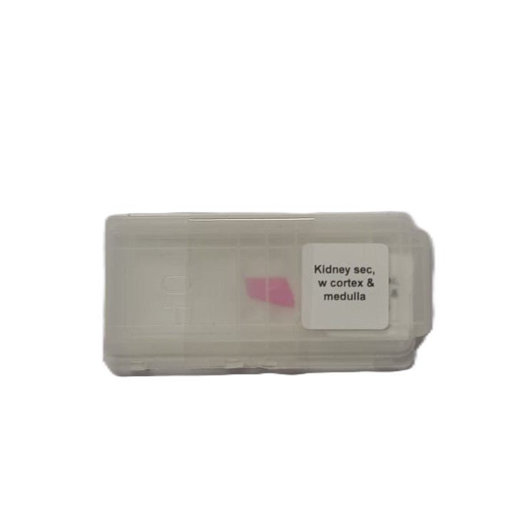 Microscope Slide - Kidney sec, w cortex and medulla Individually packed in PP slide mailer