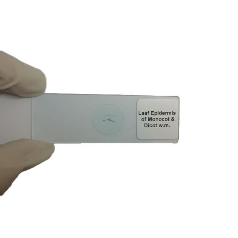 Microscope Slide - Leaf Epidermis of Monocot and Dicot w.m. Individually packed in PP slide mailer