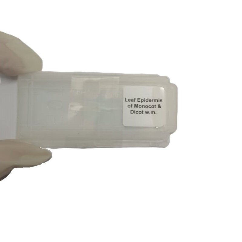 Microscope Slide - Leaf Epidermis of Monocot and Dicot w.m. Individually packed in PP slide mailer