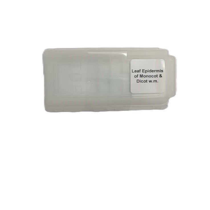 Microscope Slide - Leaf Epidermis of Monocot and Dicot w.m. Individually packed in PP slide mailer