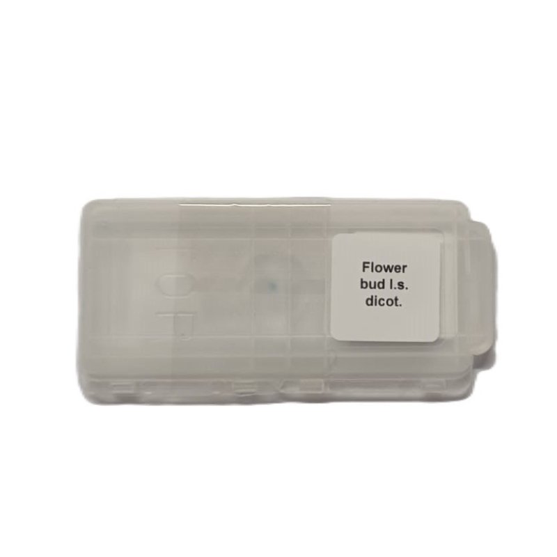 Microscope Slide - Flower bud l.s. dicot. Individually packed in PP slide mailer