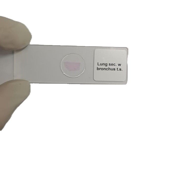 Microscope Slide - Lung sec. w bronchus t.s. Individually packed in PP slide mailer