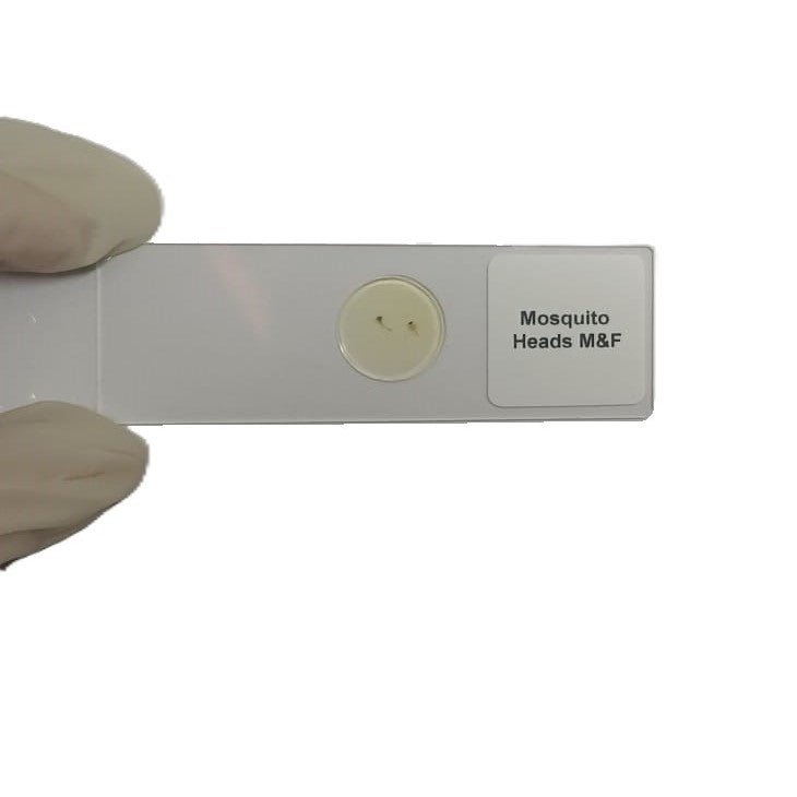 Microscope Slide - Mosquito Heads M and F Individually packed in PP slide mailer