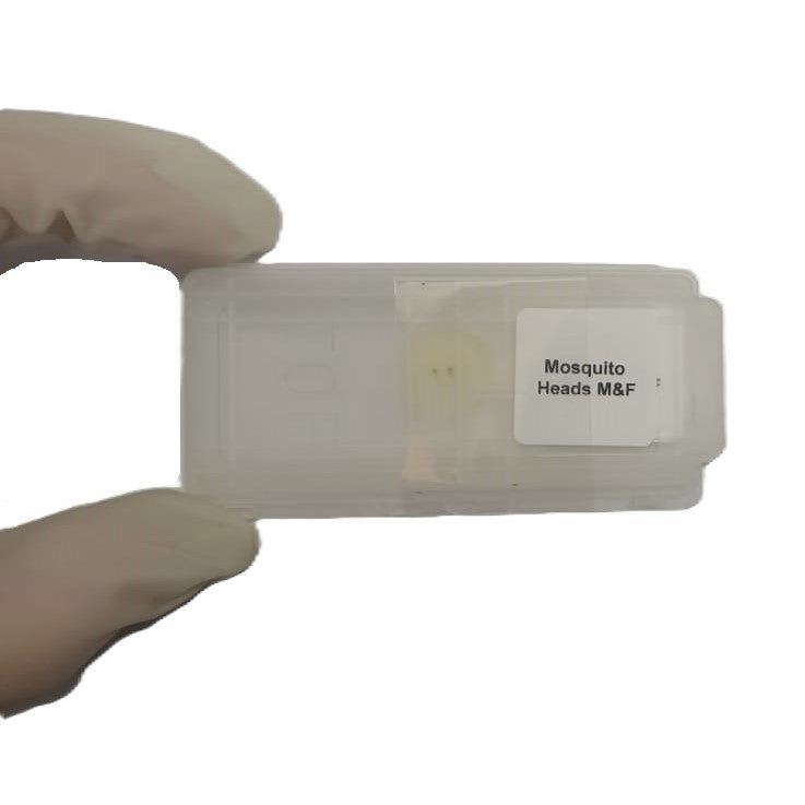 Microscope Slide - Mosquito Heads M and F Individually packed in PP slide mailer