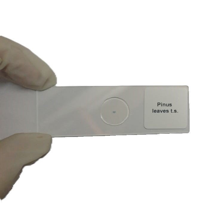 Microscope Slide - Pinus leaves t.s. Individually packed in PP slide mailer