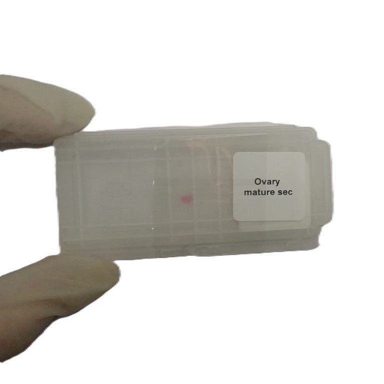 Microscope Slide - Ovary mature sec Individually packed in PP slide mailer