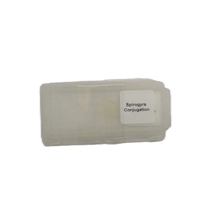 Microscope Slide - Spirogyra Conjugation Individually packed in PP slide mailer