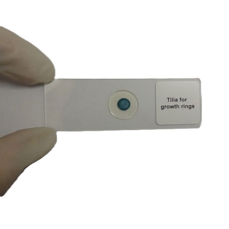 Microscope Slide - Tilia for growth rings Individually packed in PP slide mailer