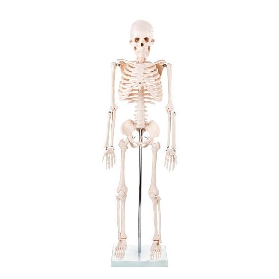 Skeleton Half-size - 200 Bones, Adult Human
