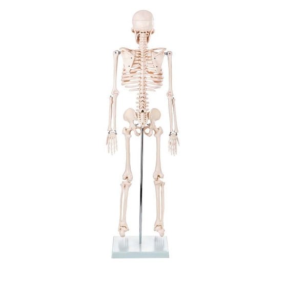 Skeleton Half-size - 200 Bones, Adult Human