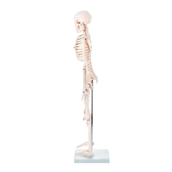 Skeleton Half-size - 200 Bones, Adult Human