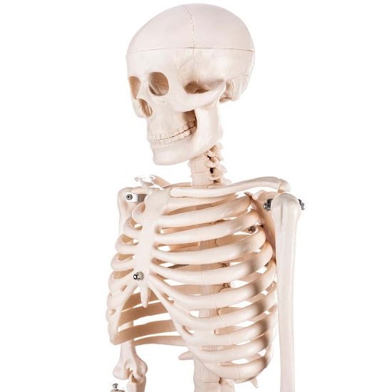 Skeleton Half-size - 200 Bones, Adult Human