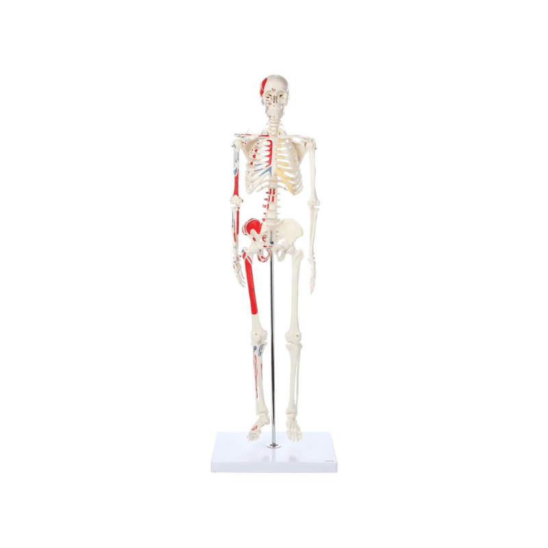 Skeleton Half-size - Showing Muscles and Ligaments, Adult Human