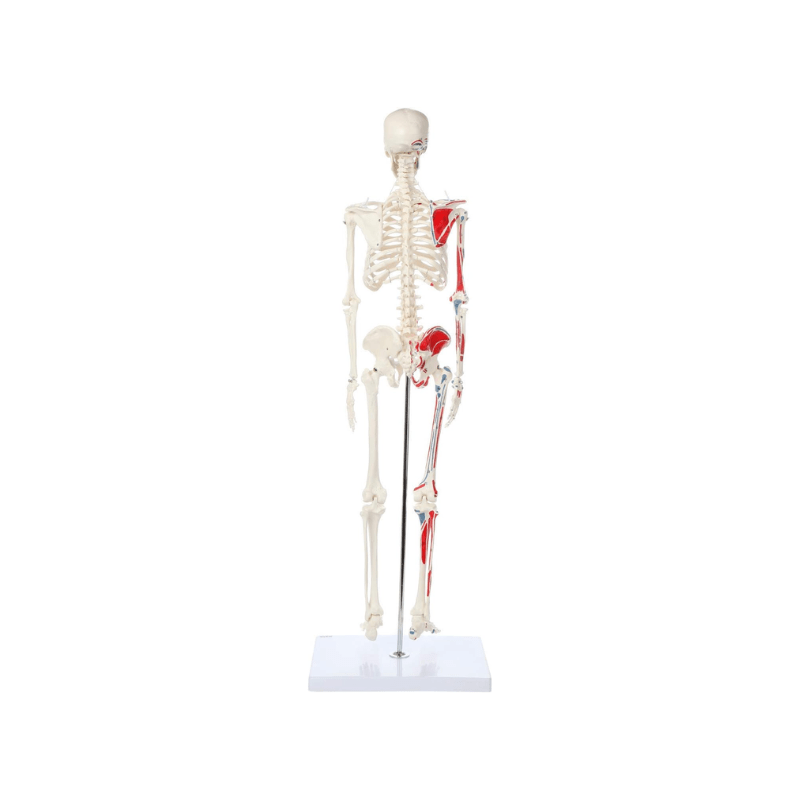 Skeleton Half-size - Showing Muscles and Ligaments, Adult Human