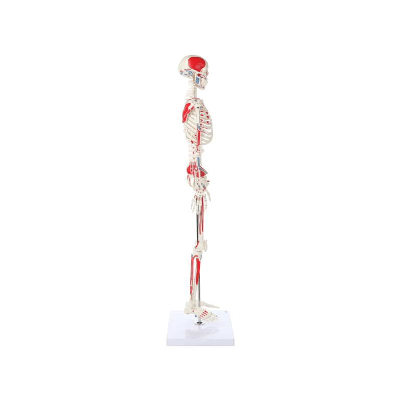 Skeleton Half-size - Showing Muscles and Ligaments, Adult Human