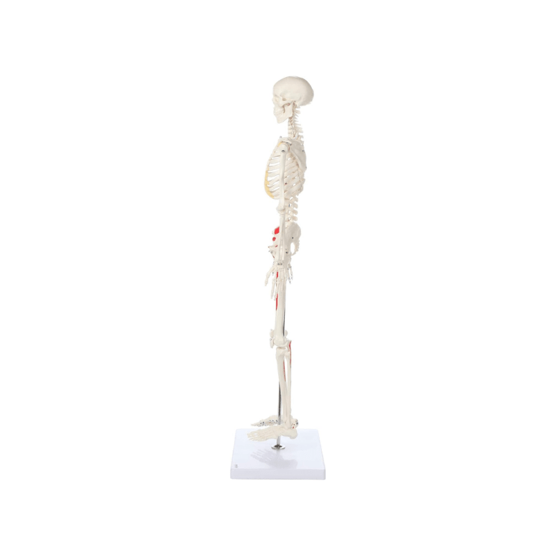 Skeleton Half-size - Showing Muscles and Ligaments, Adult Human