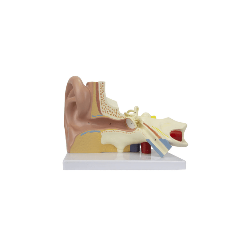 Model, Ear (Human) 2 times, 2 parts.